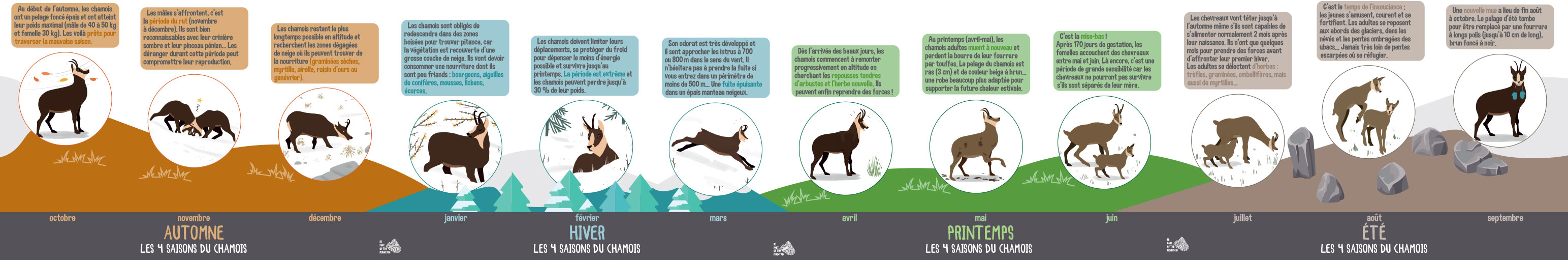 Frieze in HD 4 seasons of the chamois of the Vanoise national park