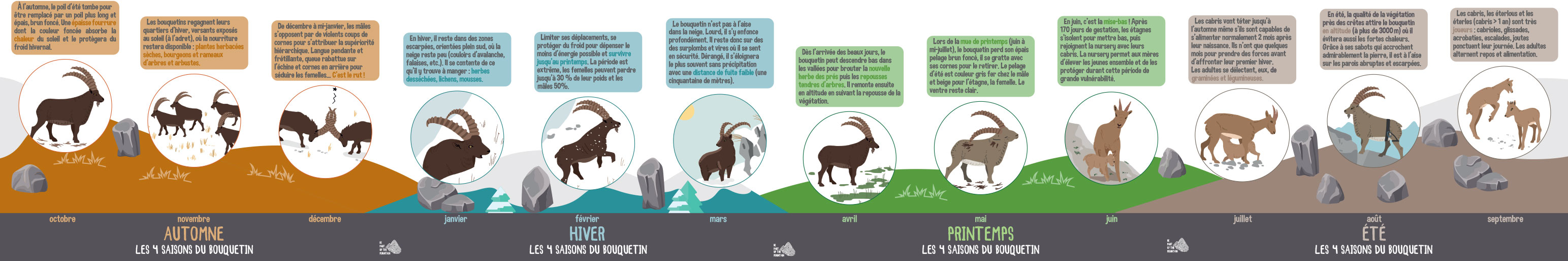 Frieze in HD 4 seasons of the ibex of the Vanoise national park