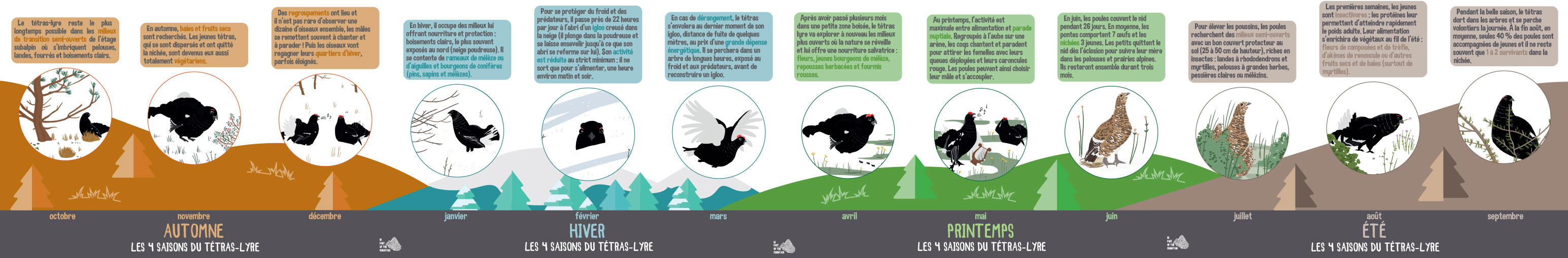 Frise en HD 4 saisons du tetras lyre du parc national Vanoise