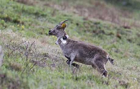 Partnership with the Pyrenees National Park