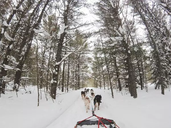 Dog sledding blog