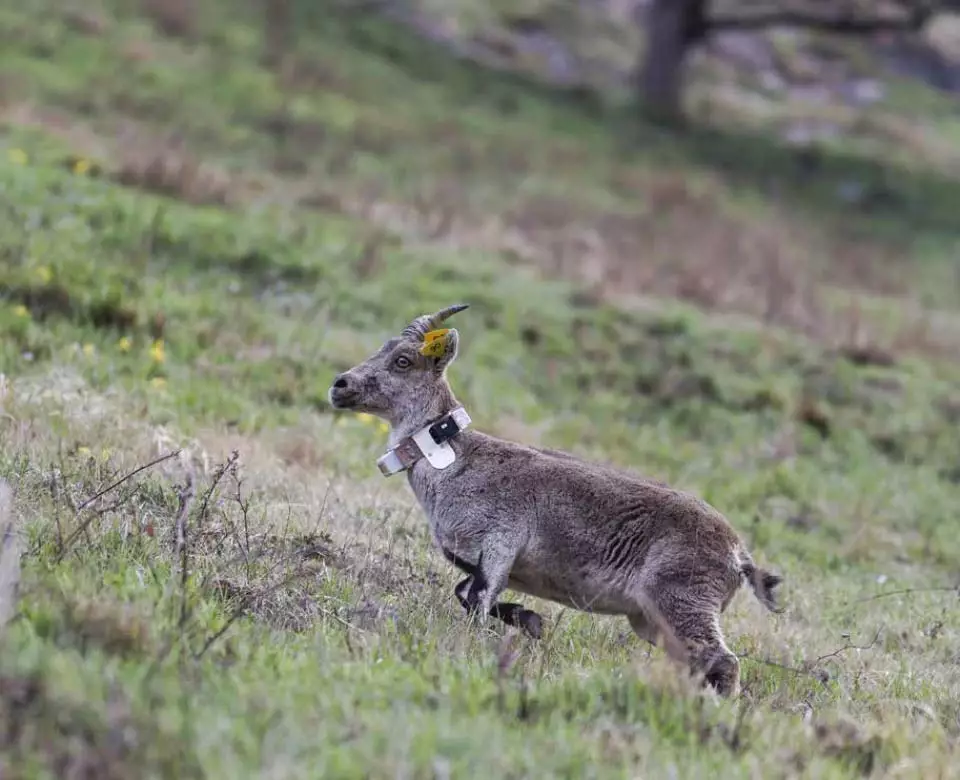 Le retour du bouquetin dans les Pyr&eacute;n&eacute;es