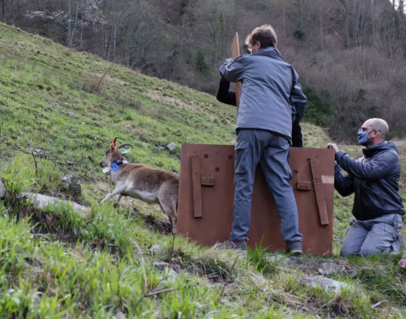 Bouquetin r&eacute;introduit dans les Pyr&eacute;n&eacute;es