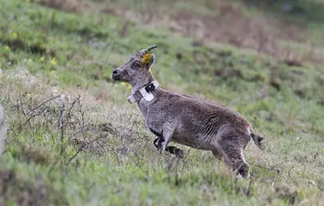 Partnership with the Pyrenees National Park